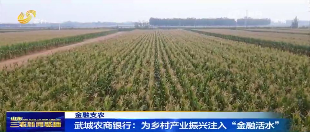 武城农商银行：为乡村产业振兴注入“金融活水”