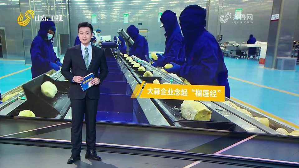 山东新闻联播：大蒜企业念起“榴莲经”